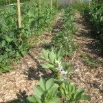 broad beans end may