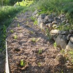 calabert garden grasses