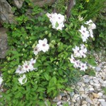 clematis may