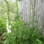 digitalis spires