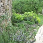 herb garden may