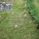 mulched potager path
