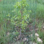 peach leaf curl