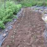 potager stage 3