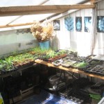 potting shed may