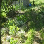 shade garden weeded