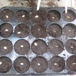 sowing squash
