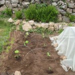 squash planted