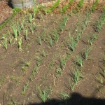 weeded onions