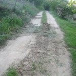 wild boar tracks