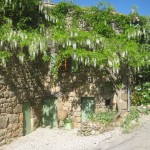 wisteria bed