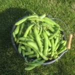 Bucket beans