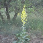 Dread verbascum