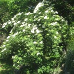 Elderflower tree
