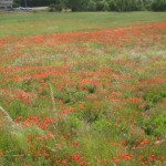 Poppy field