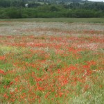 Poppy field close up