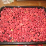 Raspberries for freezing