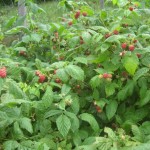 Raspberries mid June