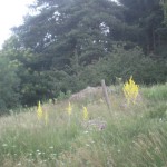 Verbascum field