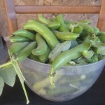 broad bean pods