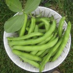 broad beans