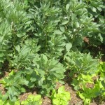 broad beans and lettuce