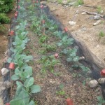 cabbages top potager june