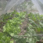 chard under mesh