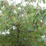 cherries details