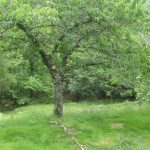 cherry pruning