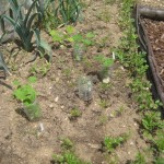 coriander and squash