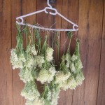 drying elderflowers