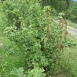 file redcurrant 2010