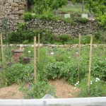 file sweet peas in tomatoes