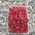 first large raspberry harvest