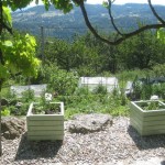 geraniums planted