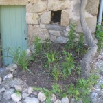 mulched wisteria bed