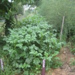 potatoes and asparagus