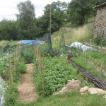 quadrant potatoes and toms