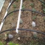 slug proofing the cabbage