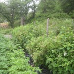 top potager thicket