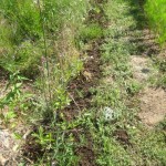 verbena hedge