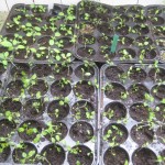 verbena seedlings