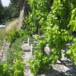verdant vines