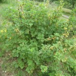 whitecurrants 2010