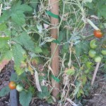 first tomatoes 2010