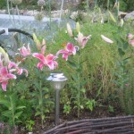 lilies potager