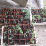 Cuttings potted on