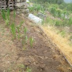 Calabert garden soil