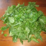 major basil harvest